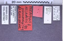 Etikette zu Melanotus yunnanensis (Platia & Schimmel, 2001) (NHMW-ZOO-COL-0007662)